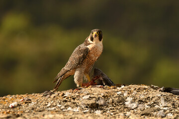 halcon peregrino con una presa entre las garras
