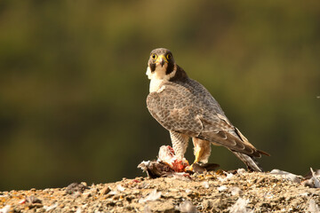 halcon peregrino con una presa entre las garras