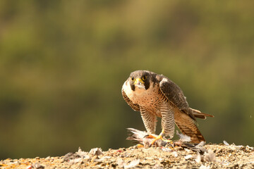 halcon peregrino con una presa entre las garras