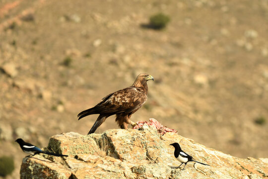 Aguila Real Sobre La Roca