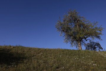 birnbaum im frühling am hang in ersigen