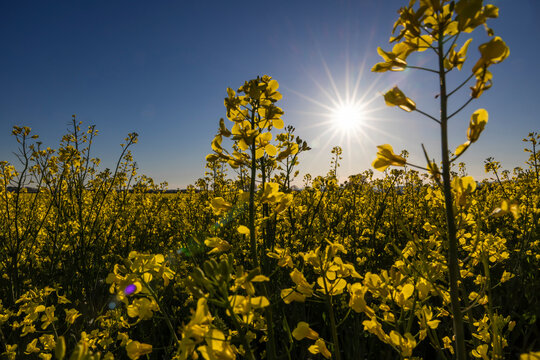 gelbes rapsfeld im gegenlicht mit sonnenstrahlen und blauem himmel