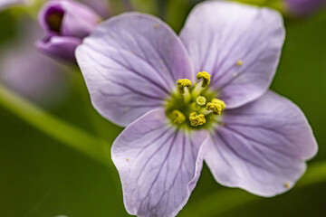 close up of purple flower
