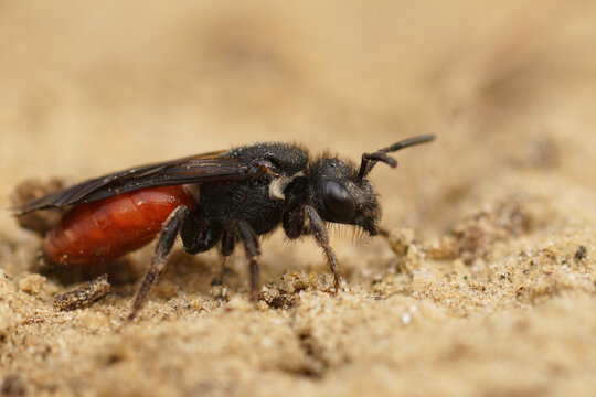 Closeup on a brilliant red kleptoparasite bee, Sphecodes albilabris sitting on the ground