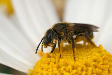 Closeup on a female Common furrow bee, Lasioglossum zonulum sitting on a yellow flower