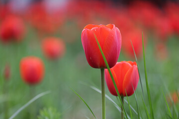 Klomb czerwonych kwiatów tulipan na tle zielonej trawy. 
