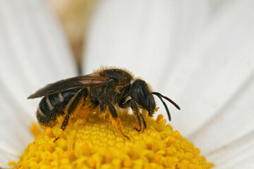 Closeup on a female Common furrow bee, Lasioglossum zonulum sitting on a yellow flower