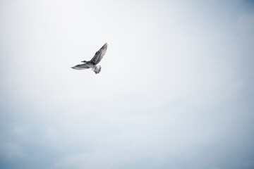 L'oiseau volant dans le ciel