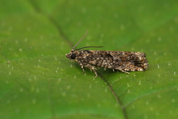 Closeup on the Common birch beel moth, Epinotia immundana, sitting on a green leaf
