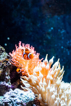 Petit poisson clown dans l'eau