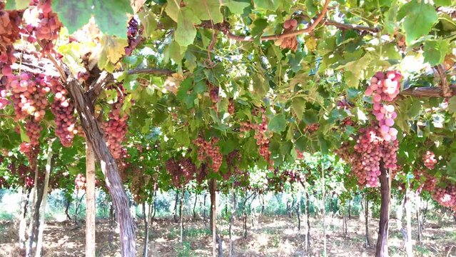Winery, grapes farm