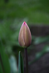 Tulipany 2022