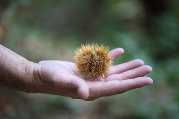 detail of a man's hand holding a chestnut in its spiked shell in his palm.