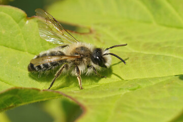 Closeup on a hairy male White-bellied mining bee, Andrena gravida, sitting on a green leaf
