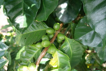 Green unripe coffee beans at the bush