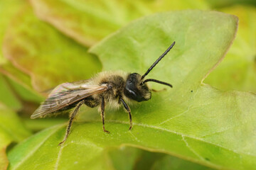 Closeup on a brown hairy male Hawthorn mining bee, Andrena scotica sitting on a green leaf