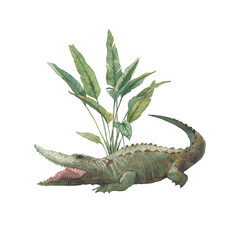 Watercolor crocodile illustration. Isolated reptile on white background.
