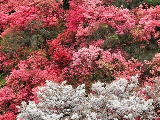 Obraz premium Spring scenery of Huangpi Mulan Yunwu Mountain in Wuhan, Hubei