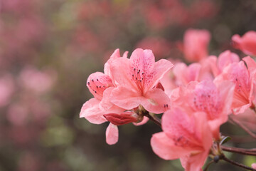 Spring scenery of Huangpi Mulan Yunwu Mountain in Wuhan, Hubei