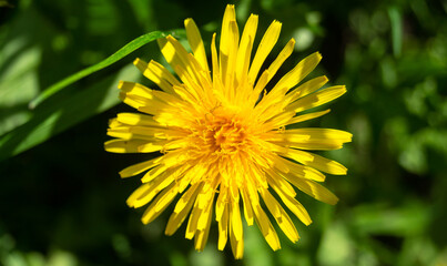 Yellow dandelion flower in spring. Yellow dandelion top view. Yellow dandelion close up