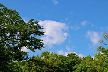 Obraz premium 爽やかな青空 森 真岡井頭公園