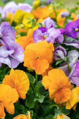 Mix of orange and purple pansy blossoms.