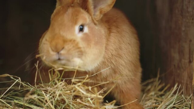 rabbit is sitting in his cage, close-up