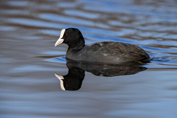 Eurasian coot (Fulica atra) swimming on a lake in the nature protection area Mönchbruch near Frankfurt, Germany.