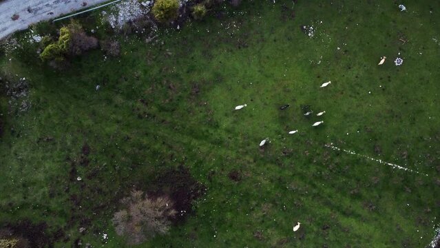 Drone view from above showing a herd of cows grazing in a green meadow and the shepherd keeping an eye on them