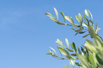 Young olive branches, symbol of peace, with blue sky in the background