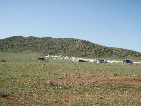 coches parados en una carretera de monta&ntilde;a por el paso de unas ovejitas blancas en reba&ntilde;o. de fondo monta&ntilde;a con vegetaci&oacute;n y cielo azul. vista primera tierra roja con c&eacute;sped y pasto verde en primavera