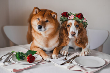 shiba inu and spaniel with valentine's day decorations