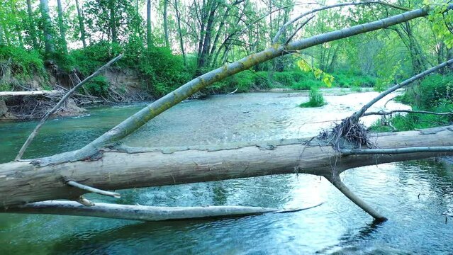 View of a river and riparian forest in summer time. Drone view. Ega river, Navarre, Spain, Europe. 4K.