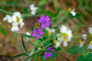 kwiaty na kwietniku na wiosnę w zbliżeniu © Yarek