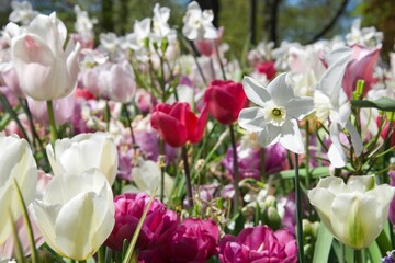 Tulip flowers at Keukenhof, April 2022