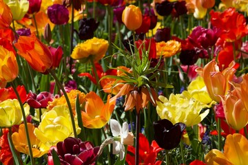 Tulip flowers at Keukenhof, April 2022