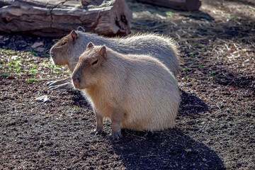 Capybara, capybara or chigÃ¼iro hydrochaerus rodent of the family of the cavies