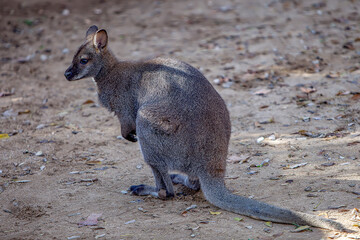 wallaby or wallaby a species of diprotodont marsupials in the family macropodidae, a species of smaller kangaroo