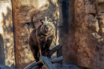 Grizzly bear or gray bear subspecies of brown bear, ursus arctos horribilis, omnivorous mammal