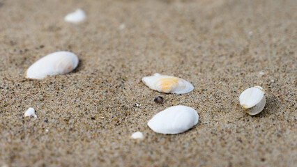 Fototapeta na wymiar piasek nad morzem na plaży leżą muszle