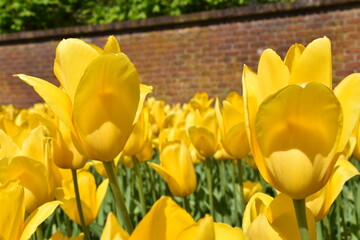 Tulip flowers at Keukenhof, April 2022