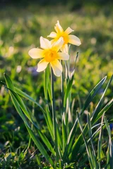 Poster Yellow Narcissus flower growing in a spring garden. © pictures_for_you
