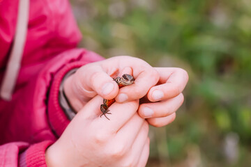 Lizard in a child's hands. 
