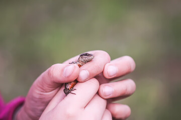Obraz premium Lizard in hands. Wild reptile. 