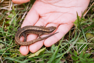 A lizard in a child's hand. Wild animal. 