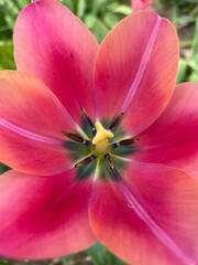 Obraz na płótnie Canvas close up of pink tulip