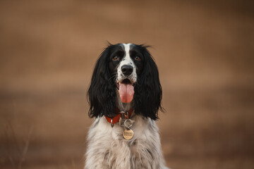 spaniel dog portrait