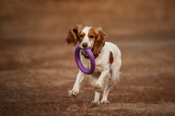 spaniel running in the field with toy