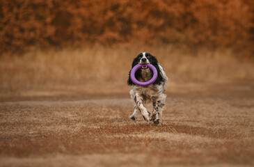 spaniel running in the field with toy