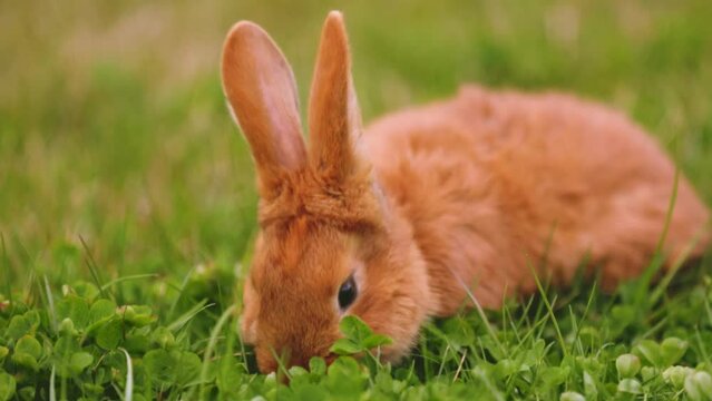 orange rabbit grazing on the lawn